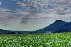 6a