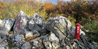 ostri medvjedak